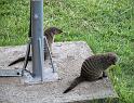 Striped Mongoose